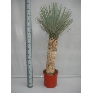 Пальма Юкка (Yucca Rostrata) 1,5 метра.